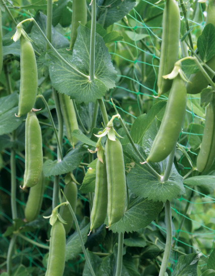 Plant de pois sucrés (paquet de 9)