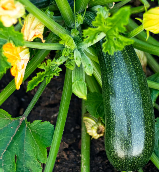 Plant de courgette verte Black Beauty