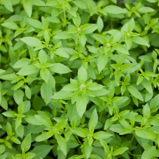 Plant de basilic citron