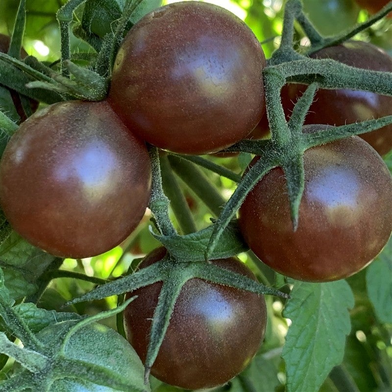 Plant de tomate cerise noire ''Black cherry''