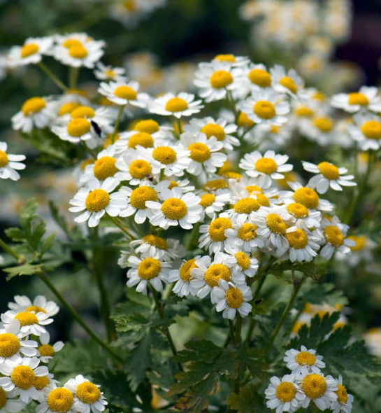 Plant de camomille