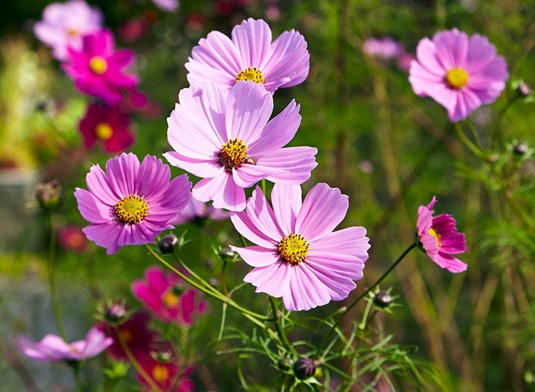 Plant de cosmos