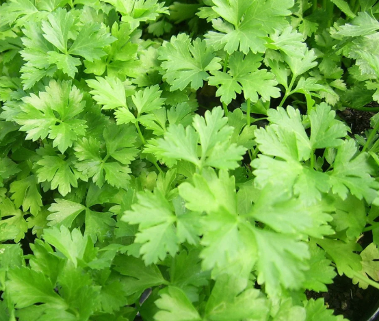 Plant de persil plat