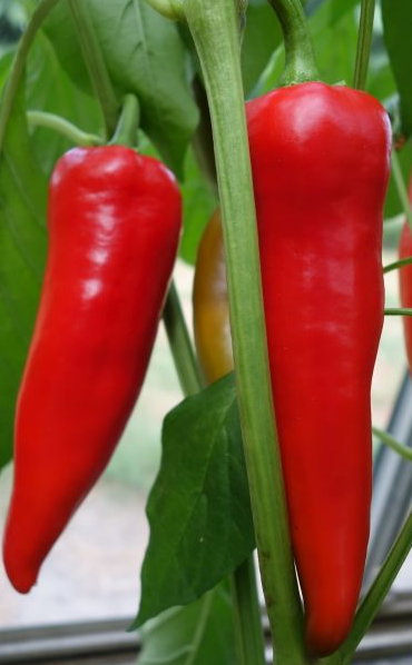 Plant de poivron long rouge