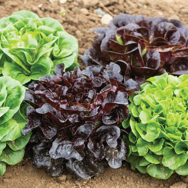 Plants de laitues mix (paquet de 9)