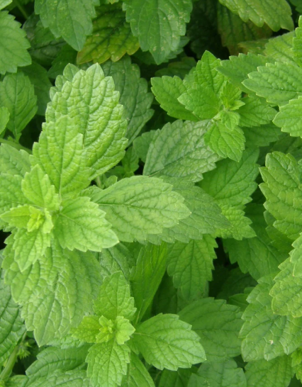 Plant de mélisse