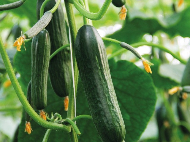 Plant de concombre libanais