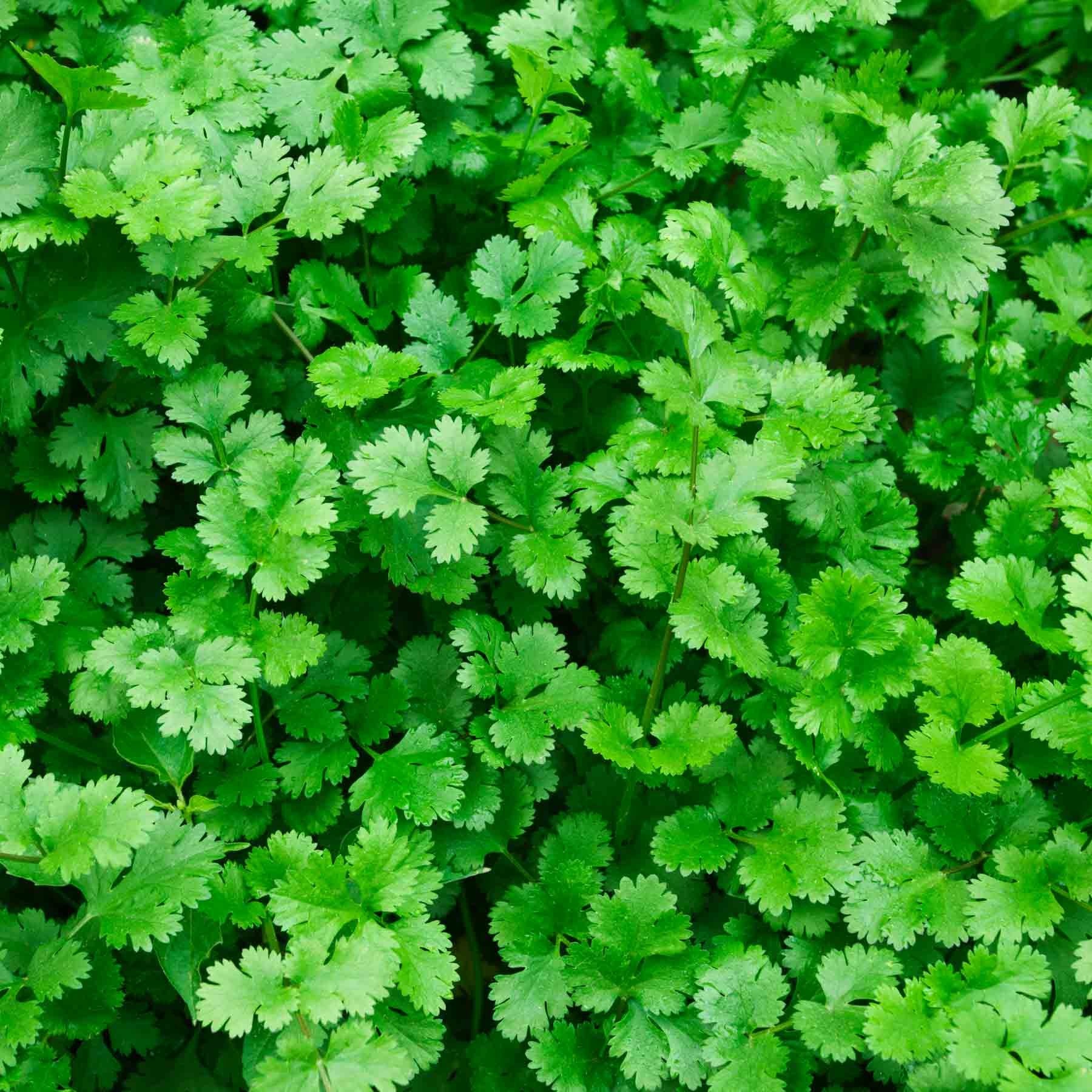 Plant de coriandre