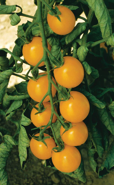 Plant de tomate cerise jaune ''Sweet gold''
