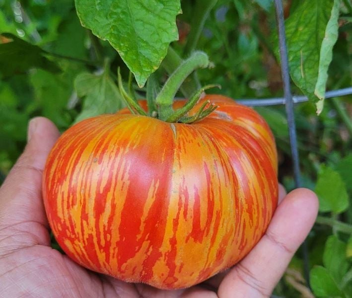 Plant de tomate heirloom ''Get stuffed''