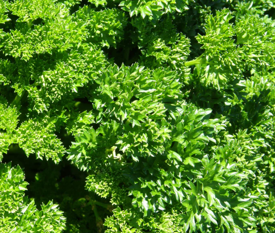 Plant de persil frisé