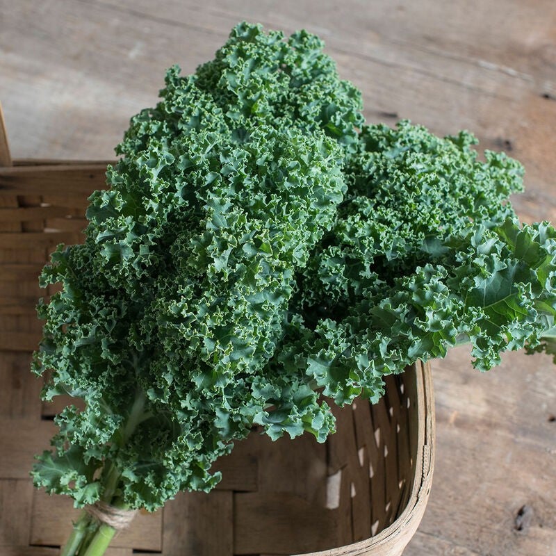 Plant de kale