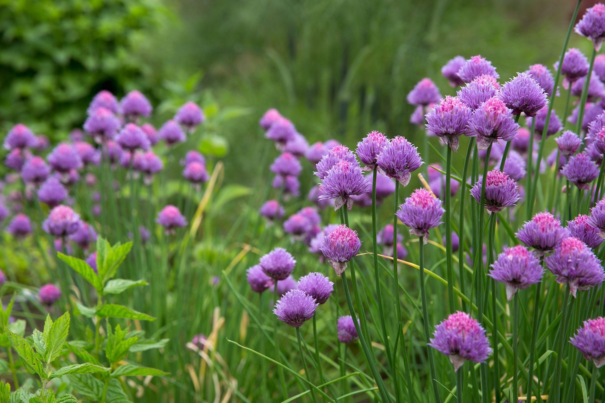Plant de ciboulette