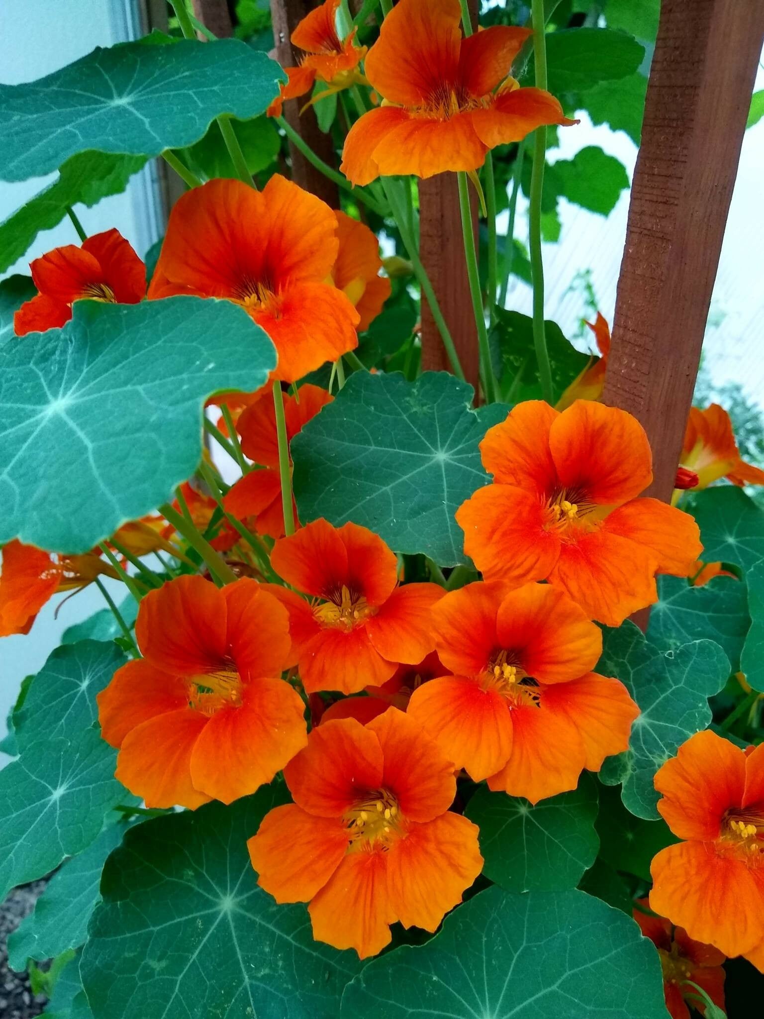 Plant de capucine