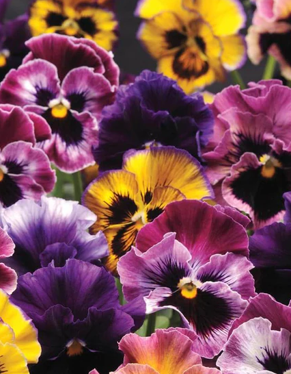 Plant de pensée