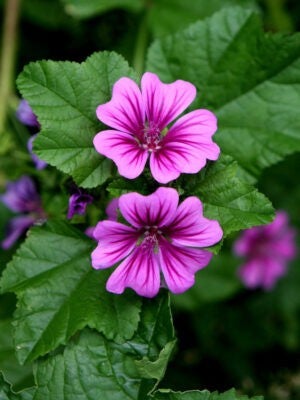 Plant de mauve