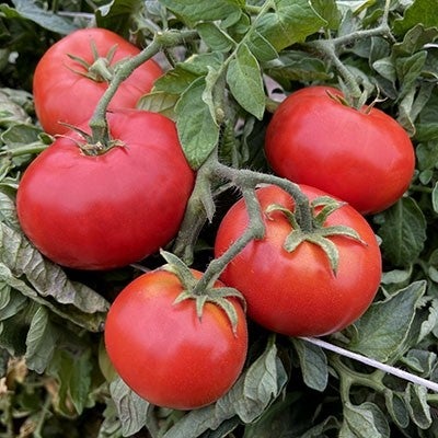 Plant de tomate rouge ''Standard Siletz''
