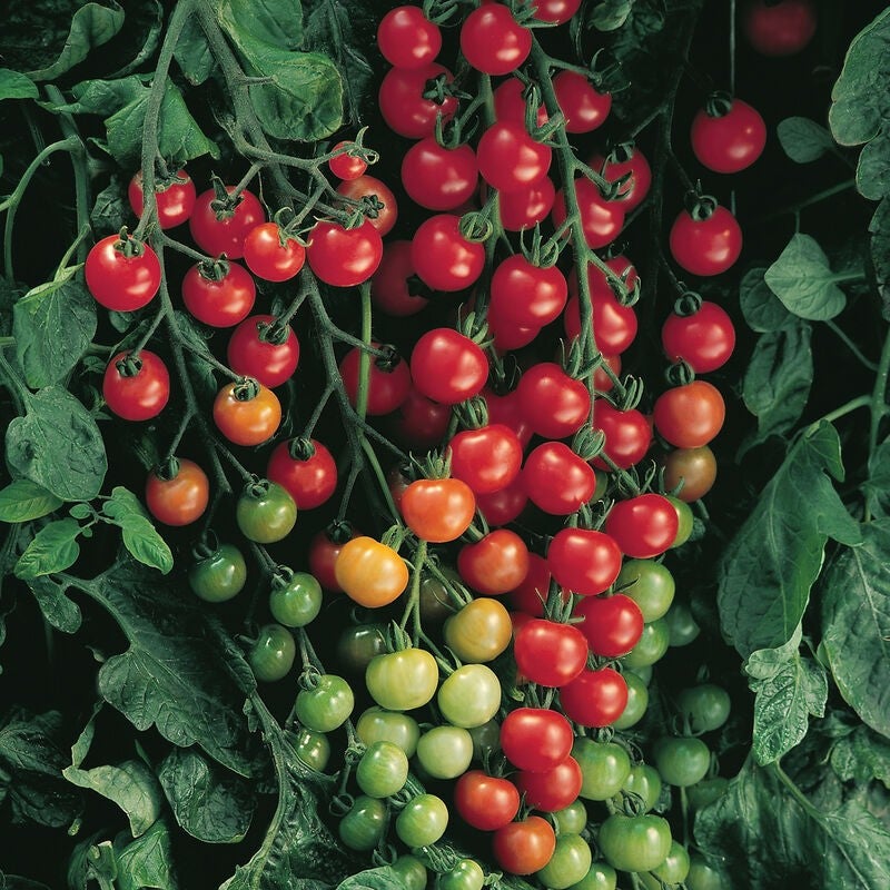 Plant de tomate cerise rouge ''Supersweet''
