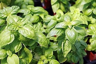 Plant de basilic de Genève