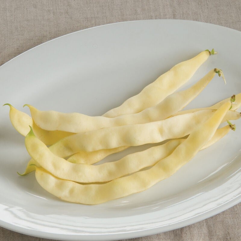 Plant de haricot grimpant géant jaune