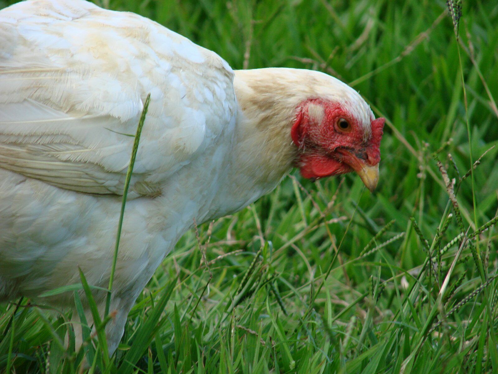 Réservation d'un poulet de prairie (dépôt)