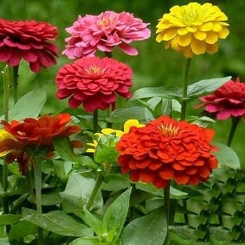 Plant de zinnia