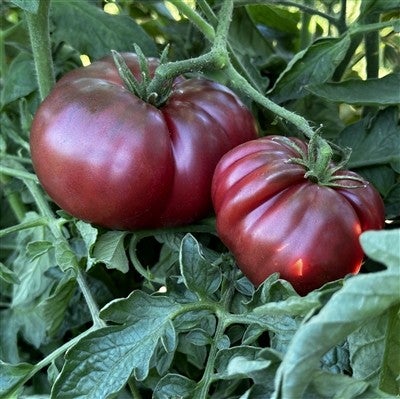 Plant de tomate noire de crimée